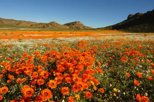 Image for article Namaqualand: The Flowering Desert of South Africa