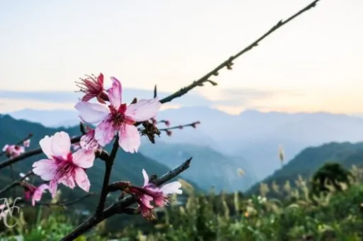 Image for article Homestay Retreat at Taiwan’s Alishan