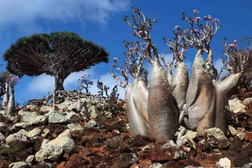Image for article Socotra Island: The Most Alien-Looking Place on Earth
