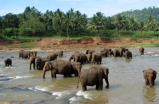 Image for article Meet the Wild Elephants of Pinnawala Elephant Orphanage