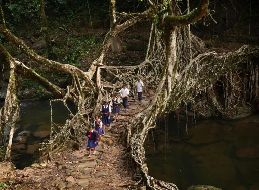 Image for article The Living Bridges of Meghalaya, India