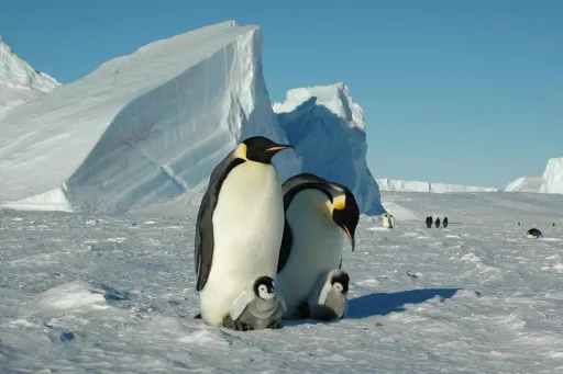Image for article White Desert Lets You Camp with the Penguins of Antarctica
