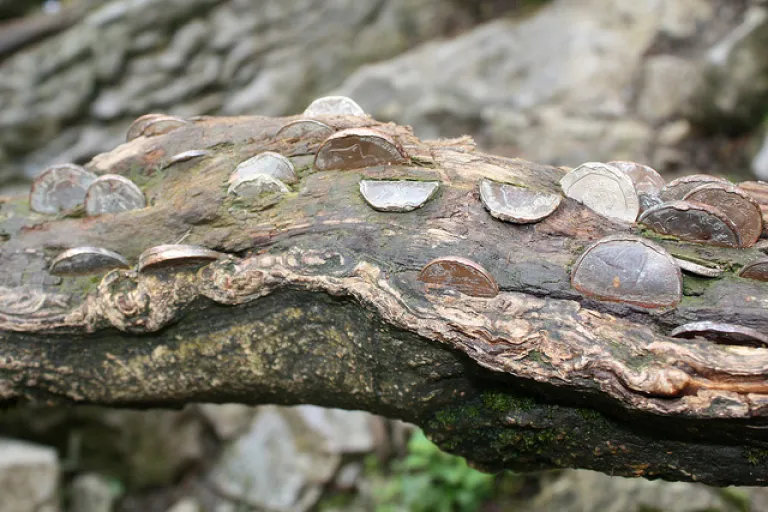 Make a Wish at the Mystic Coin Trees of United Kingdom