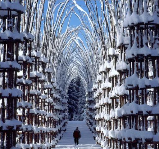 Image for article Cattedrale Vegetale: A Cathedral Made Out of Living Trees