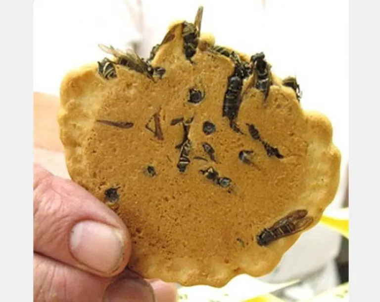 wasp cracker