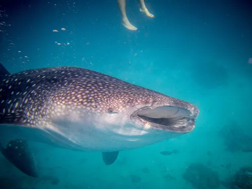 Image for article Swimming with Whale Sharks in Cebu, Philippines