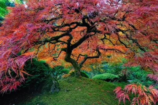 Image for article Portland Japanese Garden – Living in Harmony with Nature