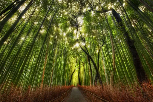 Image for article Sagano Bamboo Forest – Finding Solace in Nature