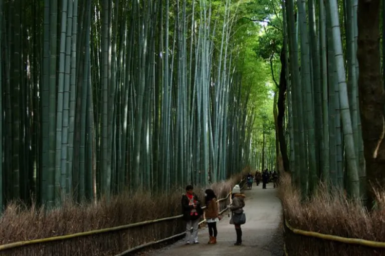 Sagano Bamboo Forest