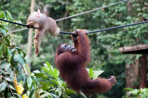 Image for article 9 Places to Visit in Sabah For First-Timers