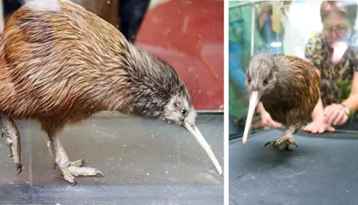 Image for article New Zealand’s Newest Attraction: Piwi the Kiwi