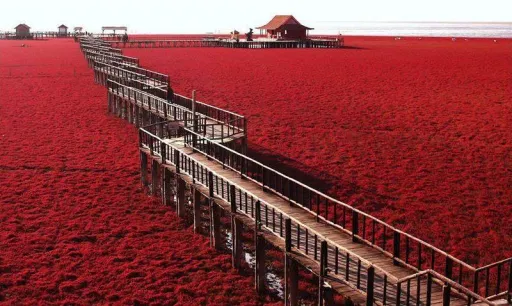 Image for article The Incredible Red Beach in Panjin, China