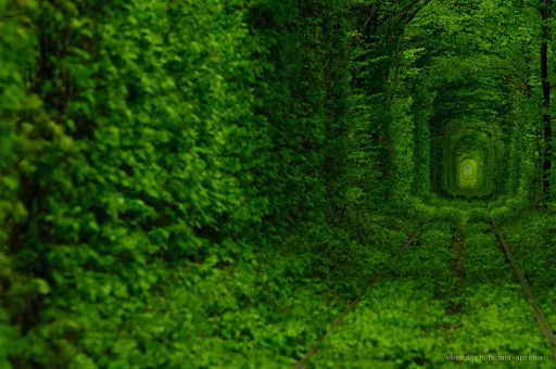 Image for article Take a Walk Through the Magical Tunnel of Love!