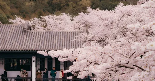 Image for article 10 Places to See Pink Blossoms in China (Cherry, Plum, and More!)