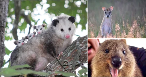 Image for article The Cutest Animals in Western Australia Besides Koalas & Kangaroos!