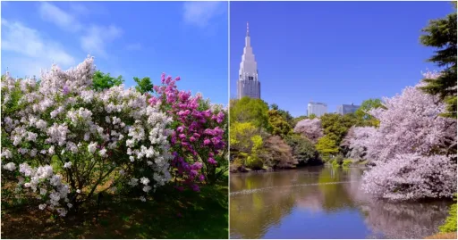 Image for article 8 Must-Visit Places in Japan During Spring