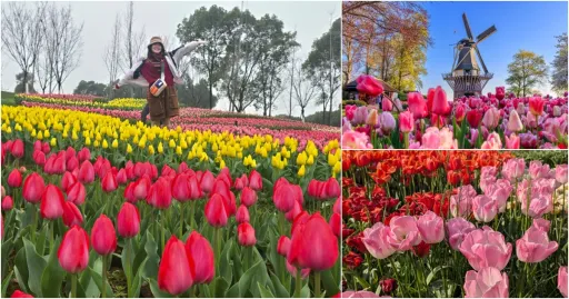 Image for article Where to See Tulips Around the World: 9 Places for Tulip Lovers!