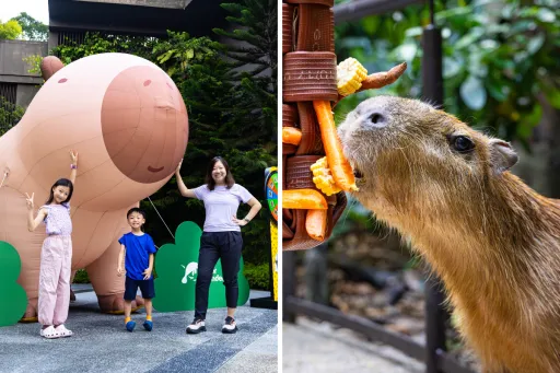 Image for article River Wonders Singapore Launches Capybara-Themed Celebration, Here's What Visitors Can Do In April 2026