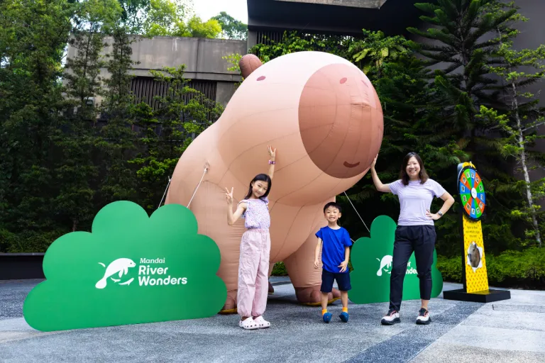 Capybara Activities River Wonders