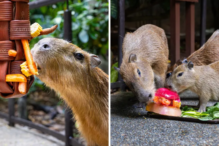 Capybara Activities River Wonders