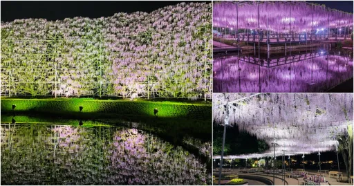 Image for article The Great Wisteria Festival Explodes in Colour at Japan’s Ashikaga Flower Park