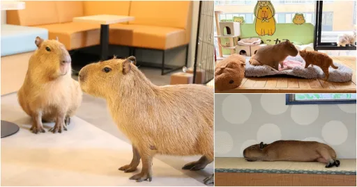 Image for article Capybara Cafes in Tokyo, Japan for a Cutesy Date