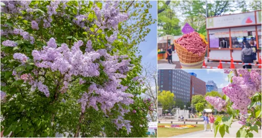 Image for article Think Hokkaido is All About Snow? Here’s What Sapporo Looks Like in May!