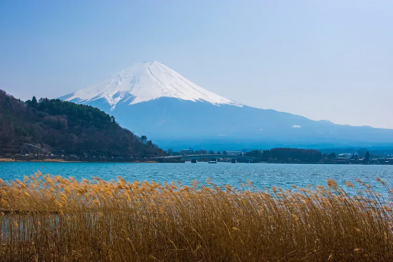 Mount Fuji reflected over Lake Kawaguchiko with golden reed grass in foreground, Japan
