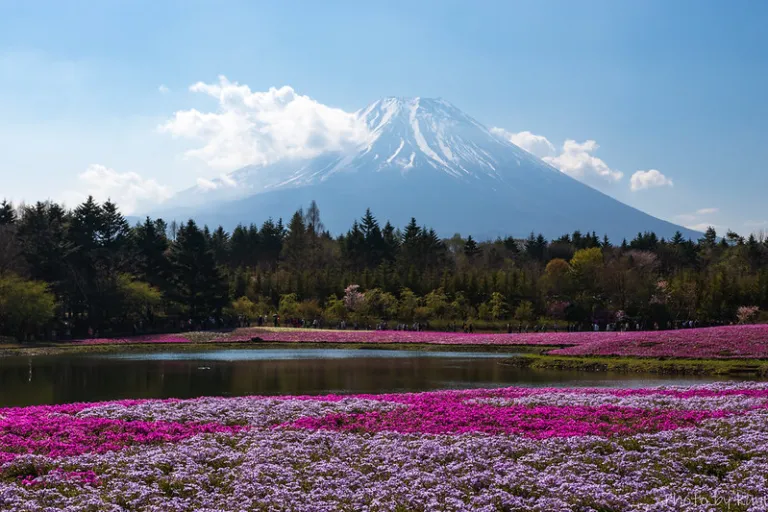 Pink and purple shibazakura moss phlox fields with Mount Fuji reflection in pond, Fuji Shibazakura Festival, Japan