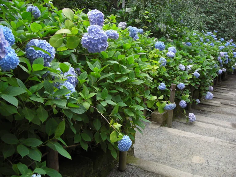 Blue hydrangeas lining a stone pathway at Meigetsu-in Temple in Kamakura during Japan's rainy season