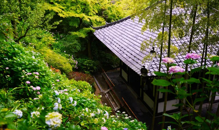 Hydrangea-covered hillside surrounding Hasedera Temple in Kamakura with lush greenery after rainfall