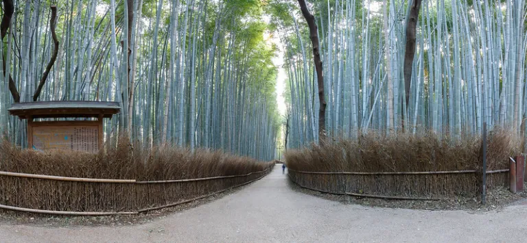 Walking path through the towering bamboo forest of Arashiyama Bamboo Grove in Kyoto