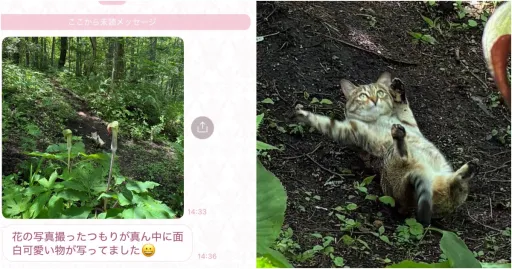 Image for article Grandma Tried to Photograph Flowers in Japan, Ended Up Capturing the New Favourite Cat Meme