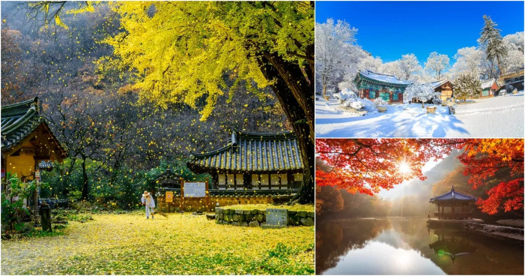 Discover Korea Beyond the Familiar: 7 Korean Regions to Add to Your Next Autumn or Winter Itinerary