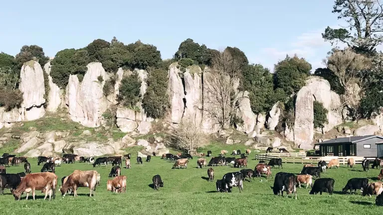 8 Best 2026 Airbnb Farm Stays in New Zealand for Countryside Escapes