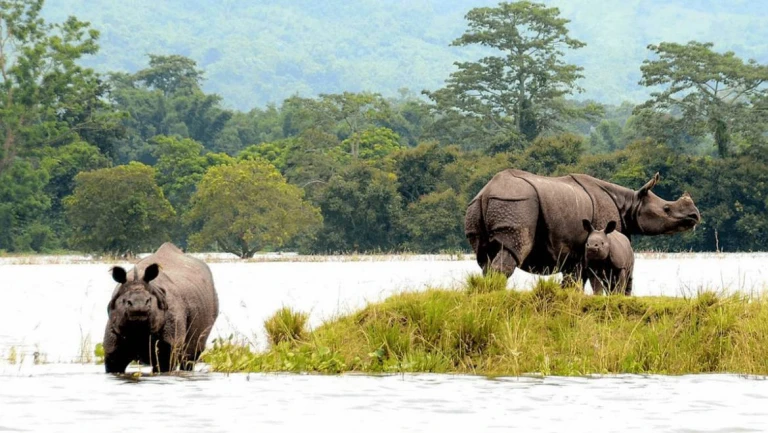 Best Time to Visit Kaziranga National Park in Assam | Kaziranga Tourism