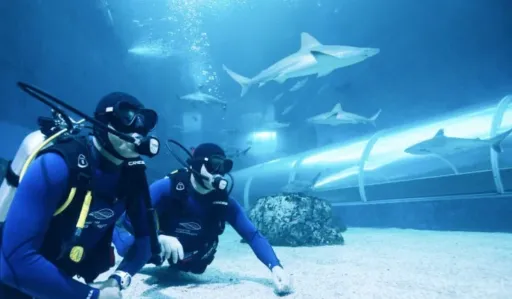 Image for article Singapore Now Lets You Snorkel Above Sharks and Manta Rays Without Diving Experience