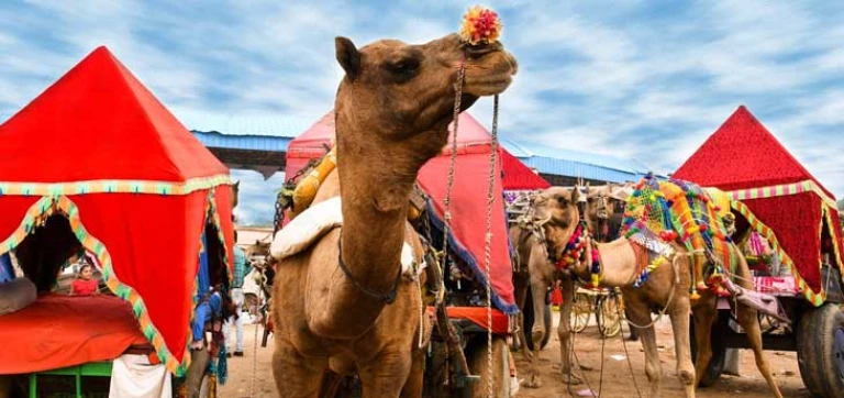 camel trading at pushkar fair
