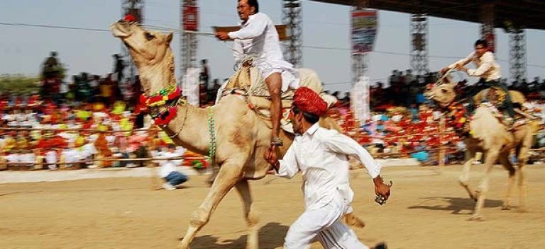 Camel races At Pushkar Fair 