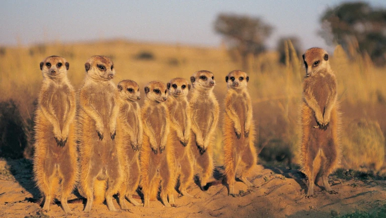 Kalahari Desert - Botswana