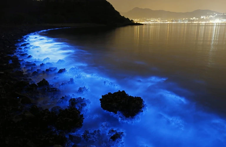 Bioluminescence Tour