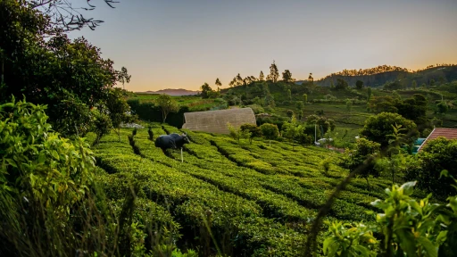 image for article Discover Ooty's Charm: 15 Must-Visit Spots to Include in Your Itinerary