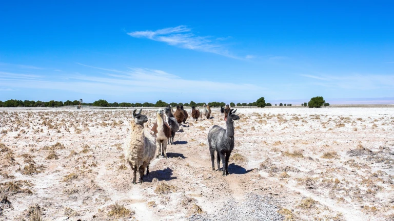 Atacama Desert, Chile