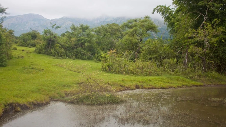 Mudumalai National Park