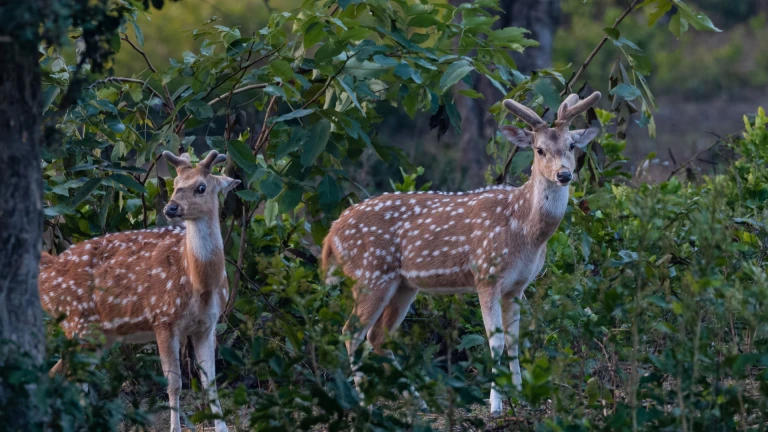 Deer's Spotted at Jim Corbett National Park