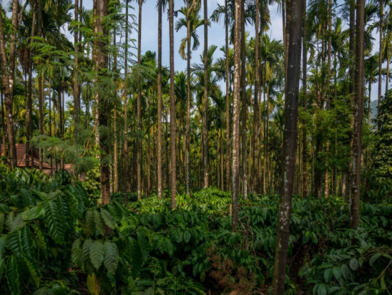 The coffee plantations of Coorg