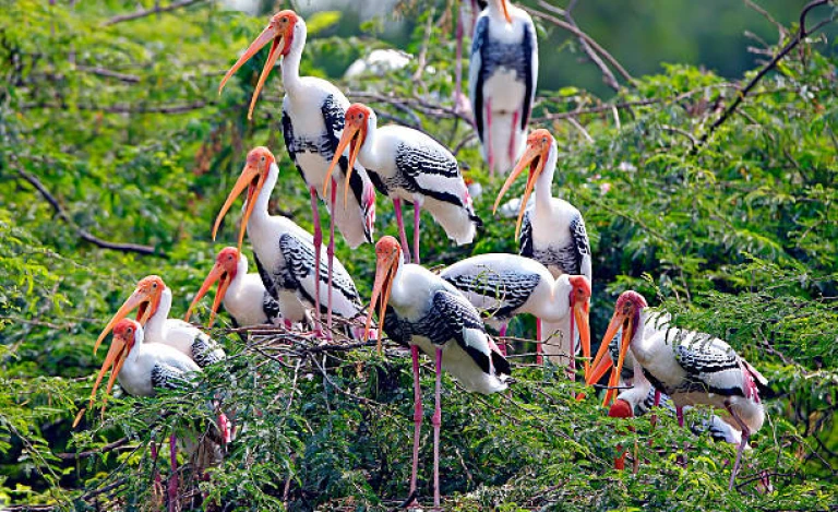 Bird Watching at Bharatpur Bird Sanctuary