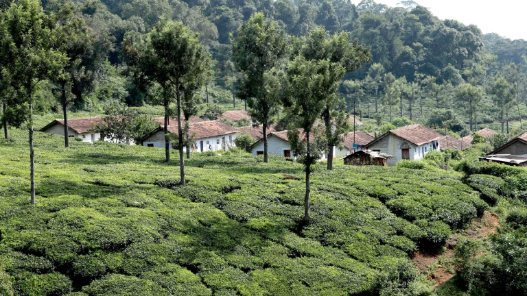 Tea Gardens, Ooty, Tamilnadu