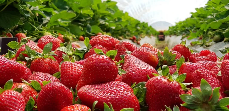 Strawberry Farms in Mahabaleshwar