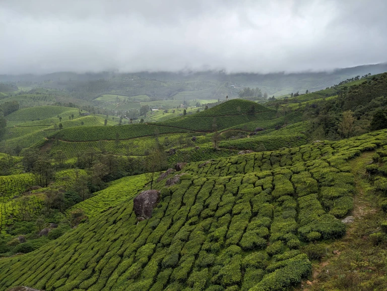 EXPLORING MUNNAR: A TRANQUIL HILLSTATION WITH SCENIC TEA PLANTATIONS